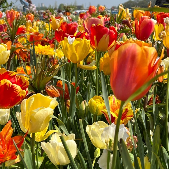 Meet your Posher, Nusa - Picture 8 of 8